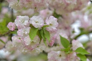 粉嫩樱花绽放枝头