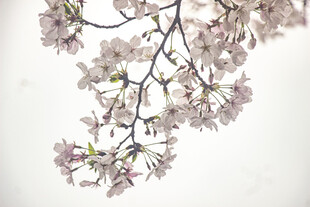 枝头绽放的粉嫩樱花