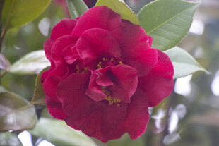 娇艳红山茶绽放