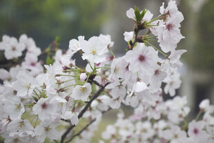 樱花