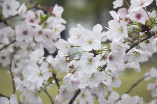绽放的白色樱花枝头