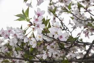 烂漫樱花枝头绽放