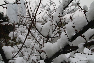 枝头覆雪 尽显冬日景致