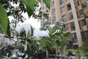 雪覆枝叶旁的高楼景象