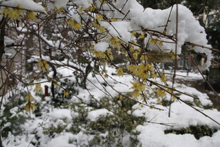 雪覆枝头 黄蕊初绽