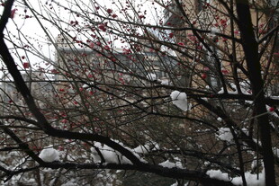 枝头覆雪的冬日树木景象