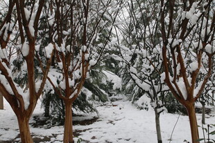 雪覆树木 冬日静谧美景