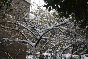 雪覆树枝的冬日景象