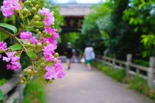 小径繁花处的悠然景致