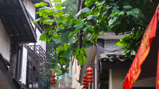 古巷风光 绿植红灯相映趣