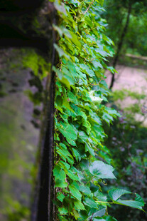 藤蔓缠绕的古朴景致