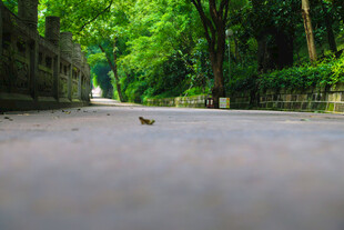 林间小道上的孤独小鸟