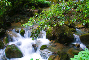 山间溪流潺潺 绿意盎然