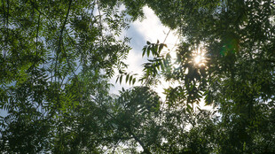 透过枝叶看明亮天空