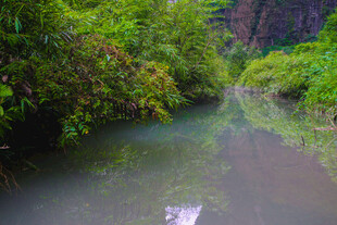 清幽河谷 绿意盎然的溪流