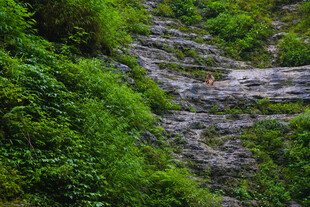 山间绿意盎然的岩石景观