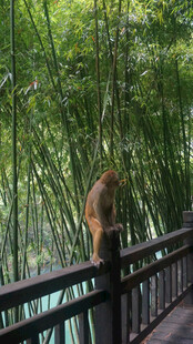 竹林栈道上的猴子