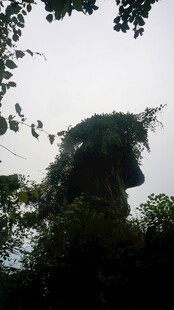 山林中奇特的植被景观