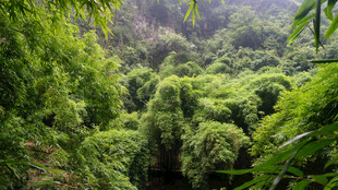 茂密葱郁的绿色山林景观