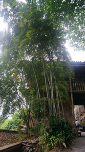 竹林环绕的古朴小屋