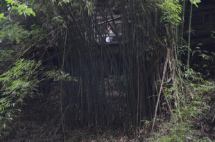 茂密丛林中的繁茂植被