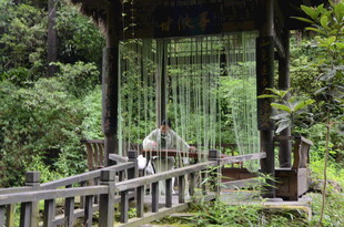 林间古风亭子静谧景致