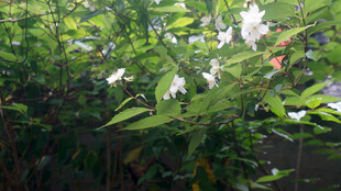 恩施绿叶丛中的白色花朵