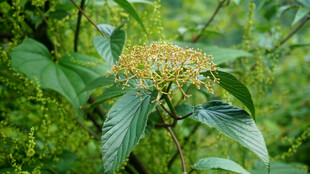 恩施绿叶间的黄色花朵