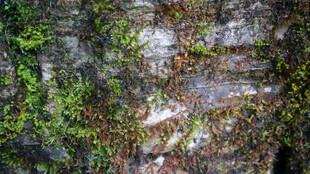 恩施长满苔藓的古老石墙