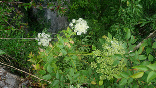 恩施野外繁茂的白色花朵植物
