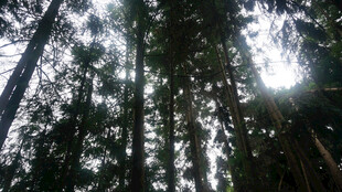 恩施阳光洒落茂密森林景象