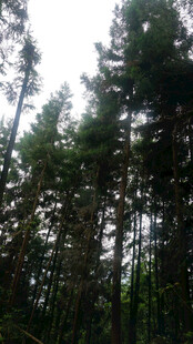 恩施茂密森林中的高大树木