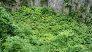 恩施绿意盎然的山间植被