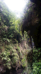 恩施茂密丛林中的自然景致