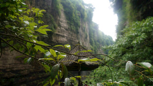 恩施峡谷丛林绿意盎然