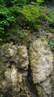 恩施岩石旁的翠绿植被