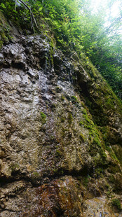 恩施岩壁上的绿意生机