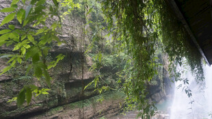 恩施垂柳依水畔 绿意盎然