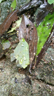 恩施绿叶上的青蛙