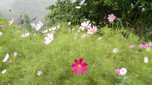 恩施野间绽放的多彩格桑花