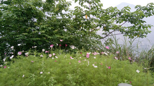 恩施山间花草与绿树景观