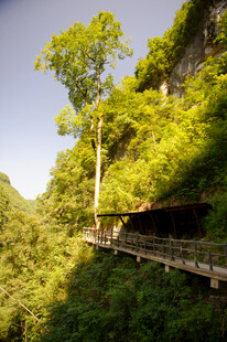恩施山间栈道旁的葱郁树林