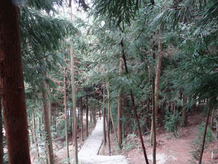 恩施林间幽静小道