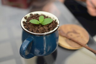 蓝色杯中的嫩绿幼苗