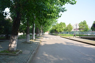 林荫下的宁静街道