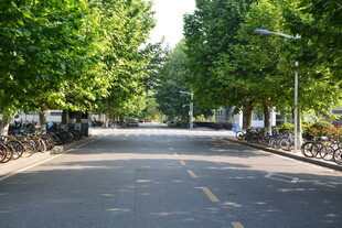 林荫下的宁静街道