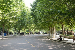 林荫街道 静谧宜人