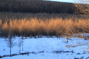 冬日雪野中的稀疏树林