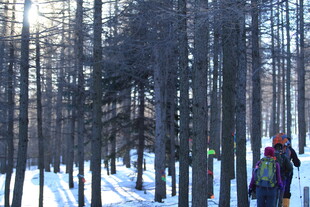 雪地林间徒步者