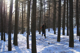 雪地林间独行的身影